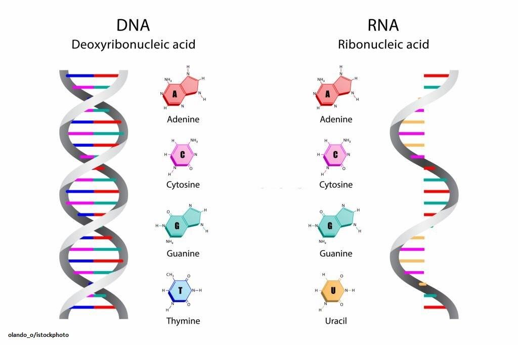 Perbedaan DNA dan RNA