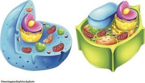 Perbedaan Sel Hewan dan Sel Tumbuhan