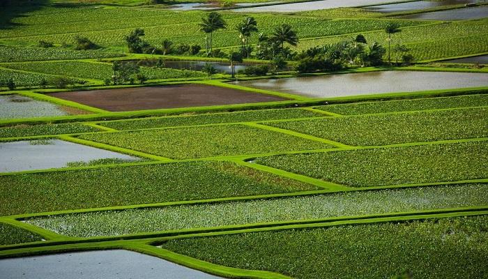 Perbedaan Pertanian dan Perkebunan